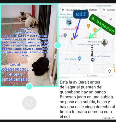 Red De Apoyo Canino On Twitter Uregnte Felinos Abandonados En El