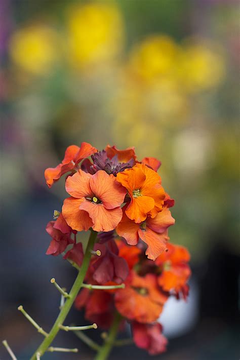 Kostenlose Foto Natur Bl Hen Blatt Blume Bl Tenblatt Rot Herbst