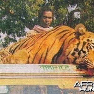 Man-eater Tiger | AfricaHunting.com