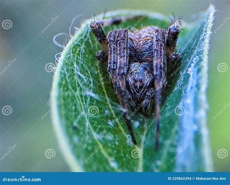 Spider Sleeping At The Center Of Its Net Stock Photo | CartoonDealer.com #92566512