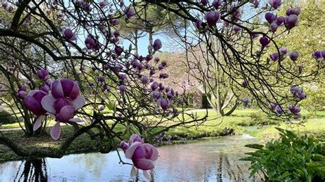 Riapre Il Giardino Di Ninfa Ecco Il Calendario Delle Aperture