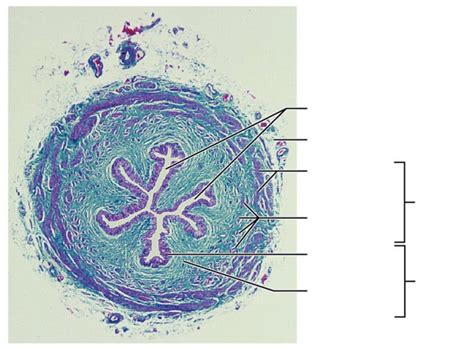 Urinary Ureter Histology Diagram Quizlet