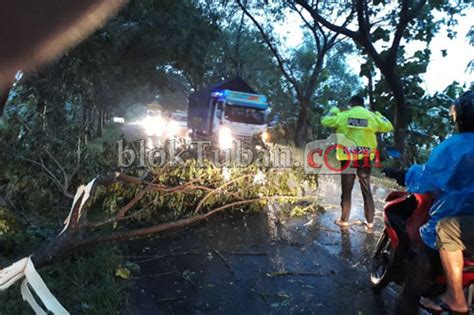 Hujan Disertai Angin Banyak Pohon Di Parengan Tumbang