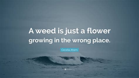 Cecelia Ahern Quote A Weed Is Just A Flower Growing In The Wrong Place