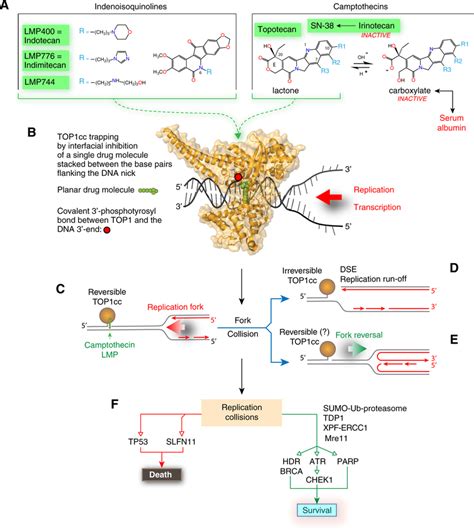 Targeting Topoisomerase I In The Era Of Precision Medicine Abstract