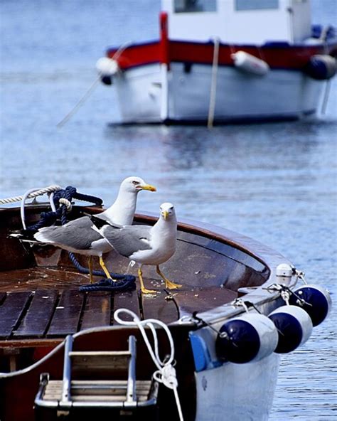 Premium Photo Seagull On A Boat Moored In Lake