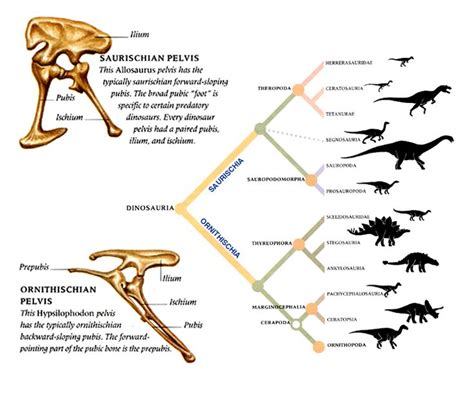 Dino Phylogeny Pré História Evolução Dinossaurs