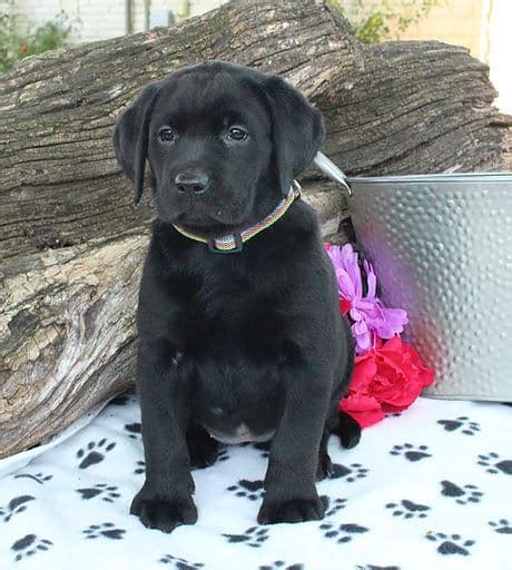 Black Labrador Retriever Puppies For Sale • Adopt Your Puppy Today ...