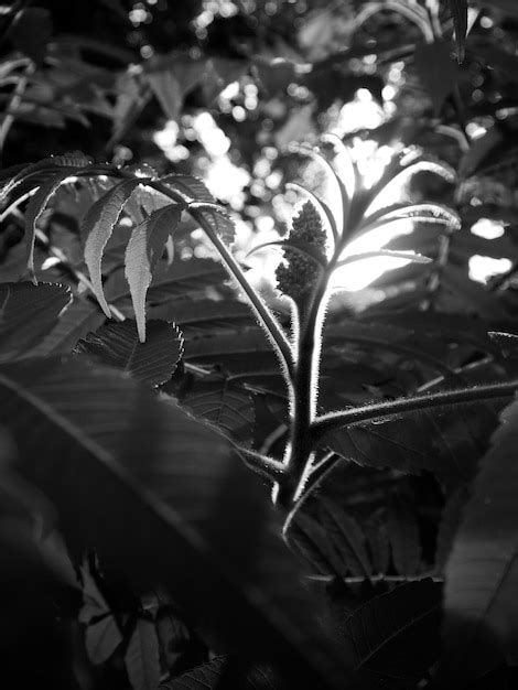 Primer Plano De Una Planta Que Crece En El Campo Foto Premium