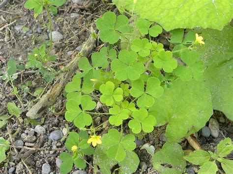 Toronto Wildlife - More Yellow Wood Sorrel