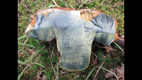 Identifying The Scarletina Bolete Dotted Stemmed Bolete Neoboletus