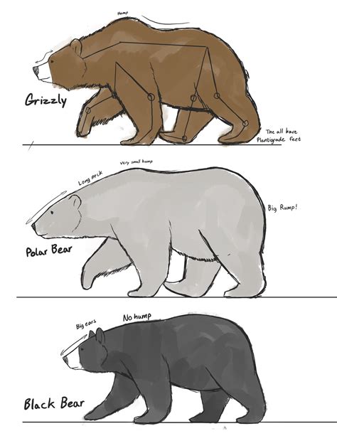 Bear Drawing Reference Np