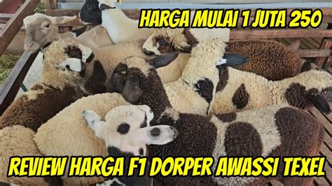 Review Harga Domba Dorper F1 Awassi F1 Merino Texel Mulai 1 Juta 250 Di Kurawa Farm Kediri