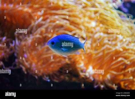 Brightly Colored Fish In Front Of A Coral Reef In A Saltwater Tank