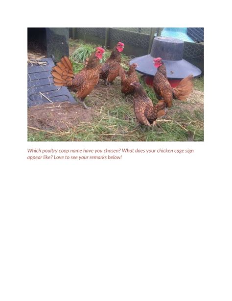 Funny Chicken House Names At Sarah Elmore Blog