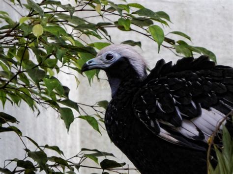 Black Bird White Head Free Stock Photo Public Domain Pictures