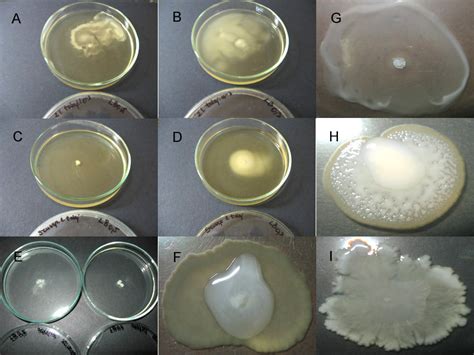 Images Of The Motility Assay A B Strain With Swimming Swarming