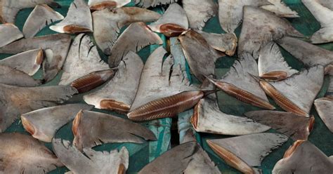 Le Trafic Dailerons De Requins A Encore De Beaux Jours Devant Lui