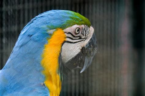 Blue Throated Macaw Close Up Stock Photo - Image of vivid, natural ...