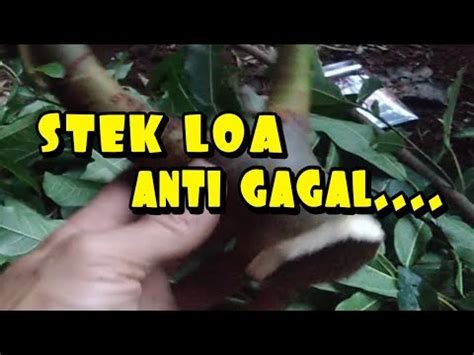 Cara Mudah Stek Bahan Bonsai Loa Anti Gagal Youtube