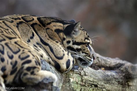 Formosan Clouded Leopard Extinct