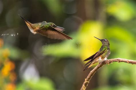 Violetear Espumante Verde E Azul Beija Flor Voando Ao Lado De Uma Bela