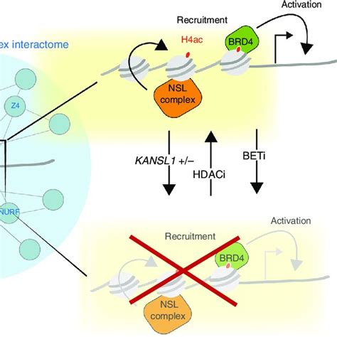 Model Of Transcriptional Activation Of Nsl Complex Target Genes