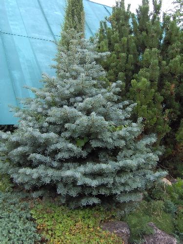 Abies Concolor Compacta Aquabiom