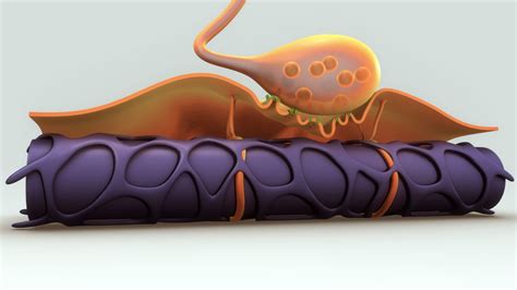 Aspetti Endocrini Delle Malattie Neuromuscolari Bonehealth