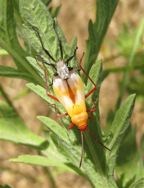 Large Milkweed Bug Molting Project Noah