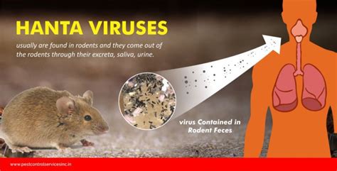 Hanta Virus Disease Caused By Rats And Rodents Pest Control