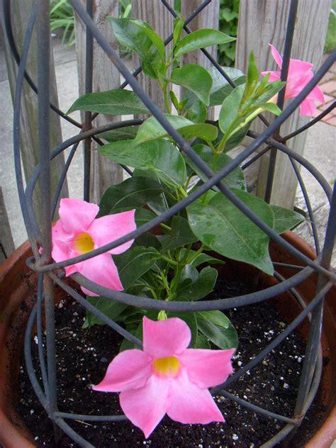 Discover 30 Dipladenia and Mandevilla Vine Ideas | rio dipladenia