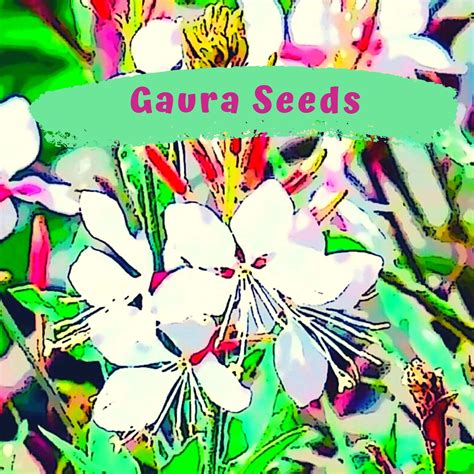 Gorgeous White Gaura Flower Seeds Whirling Butterflies | Etsy