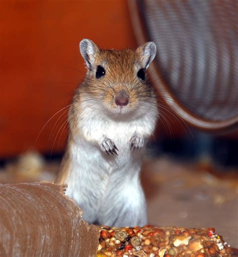 Images Gratuites Souris Mammifère écureuil Hamster Rongeur Faune Moustaches Vertébré