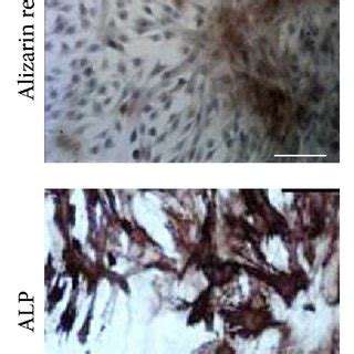 Histological And Chemical Characterization Of HMSCs Cultured On