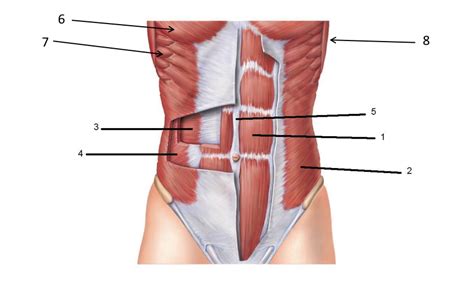 Muscles Of The Trunk Diagram Quizlet