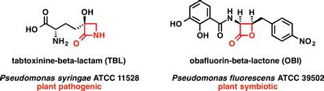 Beta‐lactam And Beta‐lactone Antibiotics From Plant Microbiomes Wencewicz 2018 The Faseb