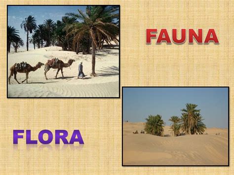 Sahara Desert Flora And Fauna