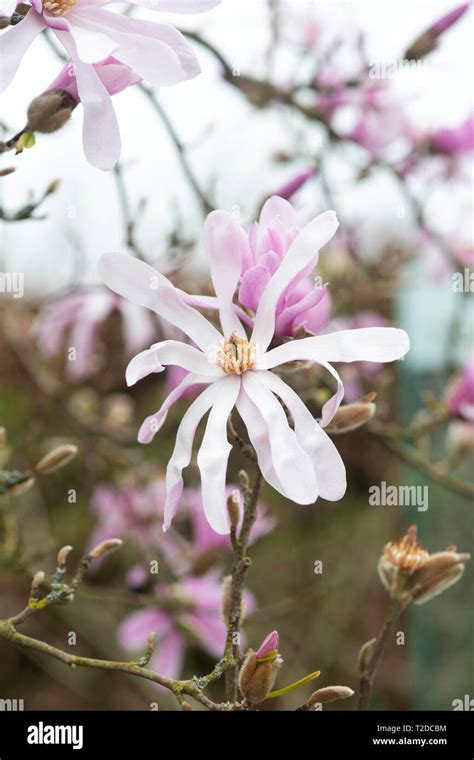 Magnolia X Loebneri Leonard Messel Tree Flowering In Spring Uk Stock