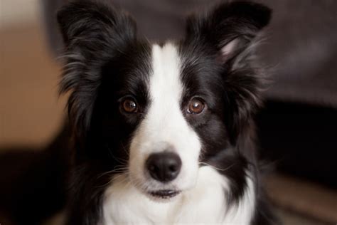 Do Border Collies Shed Everything You Need To Know About Herding Dog