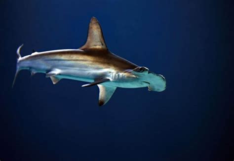 Scalloped Hammerhead: Why Is It Endangered?