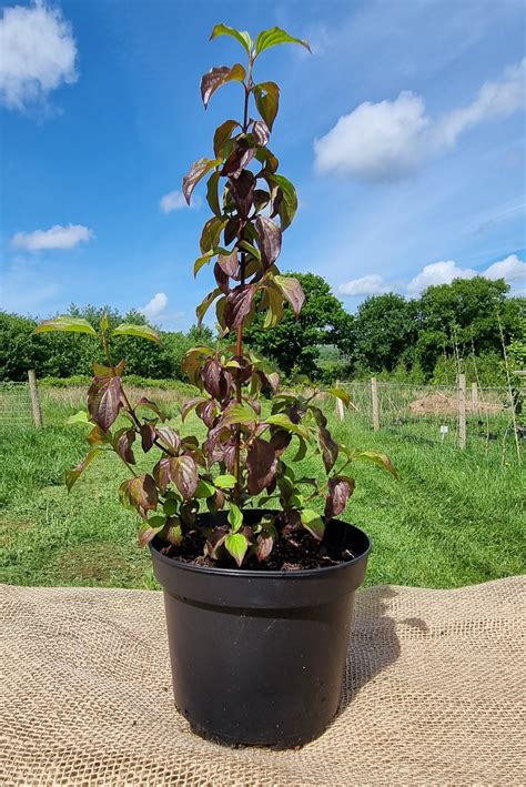 DOGWOOD Cornus sanguineus – Celtic Wildflowers