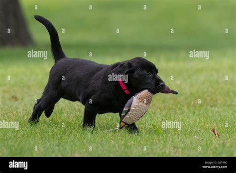 A Black Lab puppy retrieving a training dummy Stock Photo - Alamy