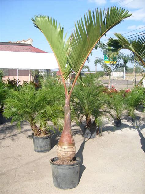 Tropical Palm Nursery