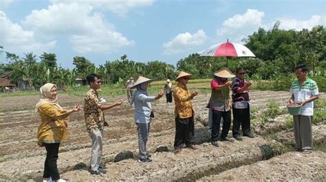 Tanam Bawang Merah Sebagai Optimalisasi Tanah Kas Desa Website