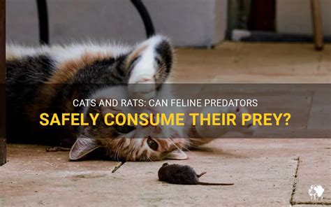 Cats And Rats Can Feline Predators Safely Consume Their Prey Petshun