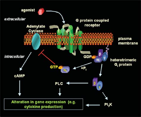 4: Mechanism of G-protein coupled receptor activation | Download ...