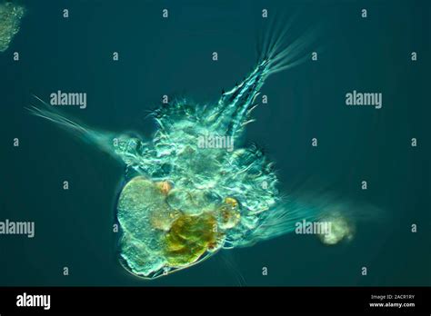 Rotifer Differential Interference Contrast Dic Light Micrograph Of A