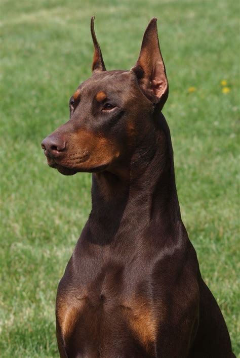 498 best Doberman Pinscher images on Pinterest | Doberman dogs, Doberman pinscher and Doberman