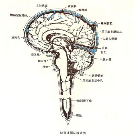 脑脊液循环 360百科